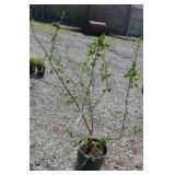 TIFBLUE BLUEBERRY BUSH