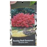(2) DWARF BURNING BUSH (EUONYMUS)