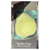 KIEFFER PEAR TREE