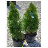 (2) EMERALD GREEN ARBORVITAE TREES
