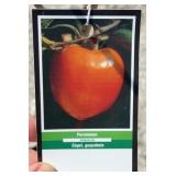 NATIVE PERSIMMON TREE