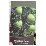 BARTLETT PEAR TREE