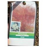 RED TWIG DOGWOOD TREE