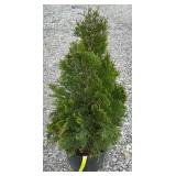 EMERALD GREEN ARBORVITAE TREE
