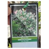 MISS KIM LILAC SHRUB