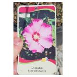 APHRODITE ROSE OF SHARON ALTHEA BUSH