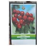 BING CHERRY FRUIT TREE
