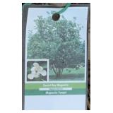 SWEET BAY MAGNOLIA TREE 5 TO 6 FOOT