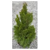 EMERALD GREEN ARBORVITAE TREE