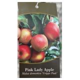PINK LADY APPLE TREE