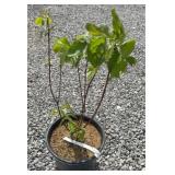 RED TWIG DOGWOOD TREE