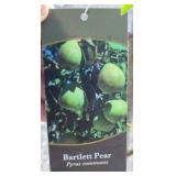 BARTLETT PEAR TREE
