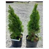 (2) EMERALD GREEN ARBORVITAE TREES