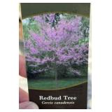 EASTERN REDBUD TREE