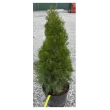 EMERALD GREEN ARBORVITAE TREE