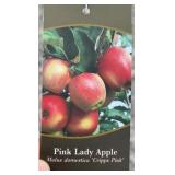 PINK LADY APPLE TREE