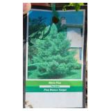 (2) WHITE PINE TREE 2 FOOT