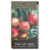 PINK LADY APPLE TREE