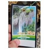 AMETHYST FALLS WISTERIA VINES