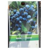 TIFBLUE BLUEBERRY BUSH