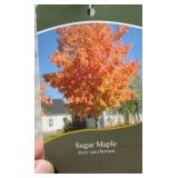 SUGAR MAPLE TREE