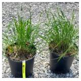 (2) KARL FOERSTER GRASS