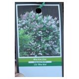 MISS KIM LILAC SHRUB