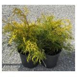 (2) GOLD MOP CYPRESS