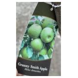 GRANNY SMITH APPLE TREE