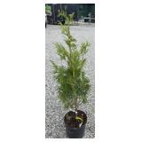 GREEN GIANT ARBORVITAE TREE