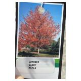 OCTOBER GLORY MAPLE TREE