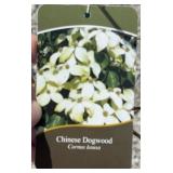 FLOWERING KOUSA WHITE DOGWOOD TREE