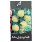 YELLOW DELICIOUS APPLE TREE