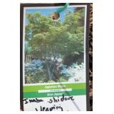 INABA SHIDARE (WEEPING) MAPLE TREE