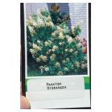 (2) PHANTOM HYDRANGEA