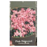 FLOWERING PINK DOGWOOD TREE