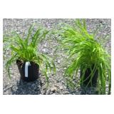 LITTLE WINE & STELLA DE ORO DAYLILLIES