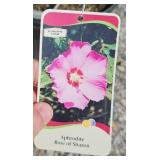 APHRODITE ROSE OF SHARON ALTHEA BUSH