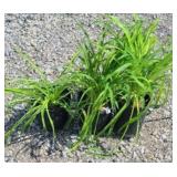 (3) STELLA DE ORO DAYLILY PERENNIAL