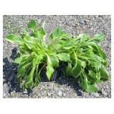 (2) ALBO MARGINATA HOSTA