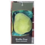 KIEFFER PEAR TREE