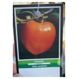 NATIVE PERSIMMON TREE