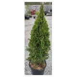 DEGROOTS SPIRE ARBORVITAE TREE 3 TO 4 FOOT