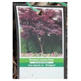 JAPANESE BLOODGOOD MAPLE TREE