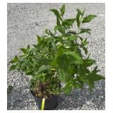 PINK DELIGHT BUTTERFLY BUSH