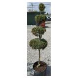 BOULEVARD POM POM CYPRESS