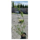 TIFBLUE BLUEBERRY BUSH