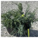 (2) GREY OWL JUNIPER SHRUB