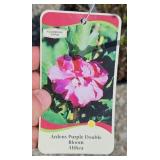 ARDENS ROSE OF SHARON ALTHEA BUSH (PURPLE)