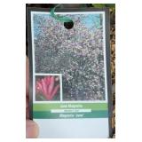 JANE MAGNOLIA TREE